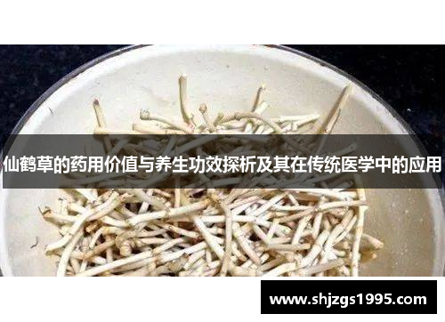仙鹤草的药用价值与养生功效探析及其在传统医学中的应用