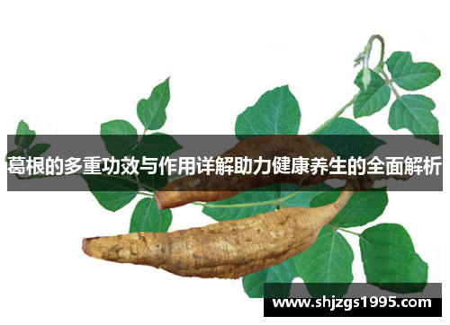 葛根的多重功效与作用详解助力健康养生的全面解析